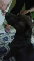 Bela
