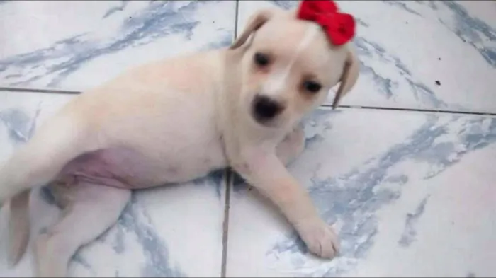 Cachorro ra a SRD idade Abaixo de 2 meses nome CACÁ