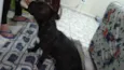 Bela