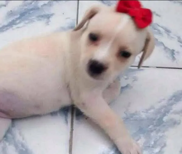 Cachorro ra a SRD idade Abaixo de 2 meses nome CACÁ