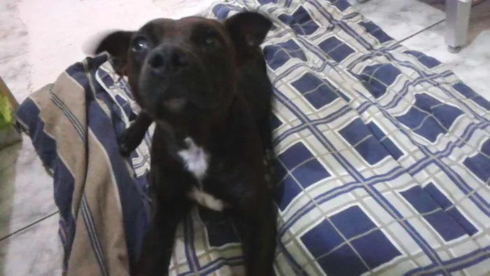 Cachorro ra a Misturada C/ Pitbull idade 3 anos nome Bela