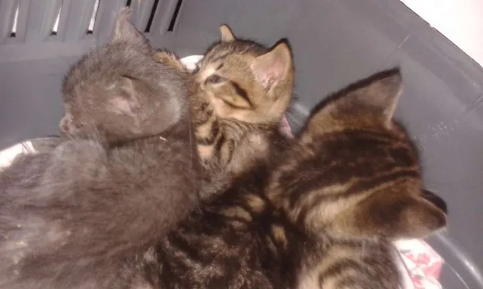 Gato ra a SRD idade Abaixo de 2 meses nome sem nome