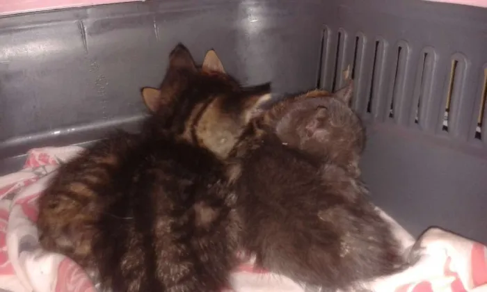Gato ra a SRD idade Abaixo de 2 meses nome sem nome