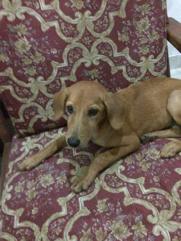 Cachorro raça SRD idade 2 a 6 meses nome Nutella