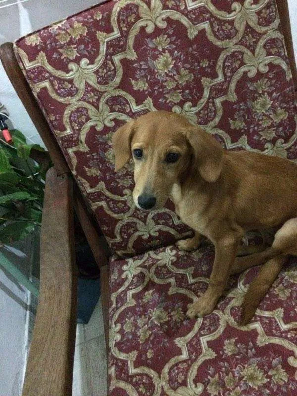 Cachorro raça SRD idade 2 a 6 meses nome Nutella