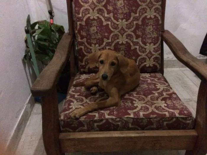 Cachorro raça SRD idade 2 a 6 meses nome Nutella