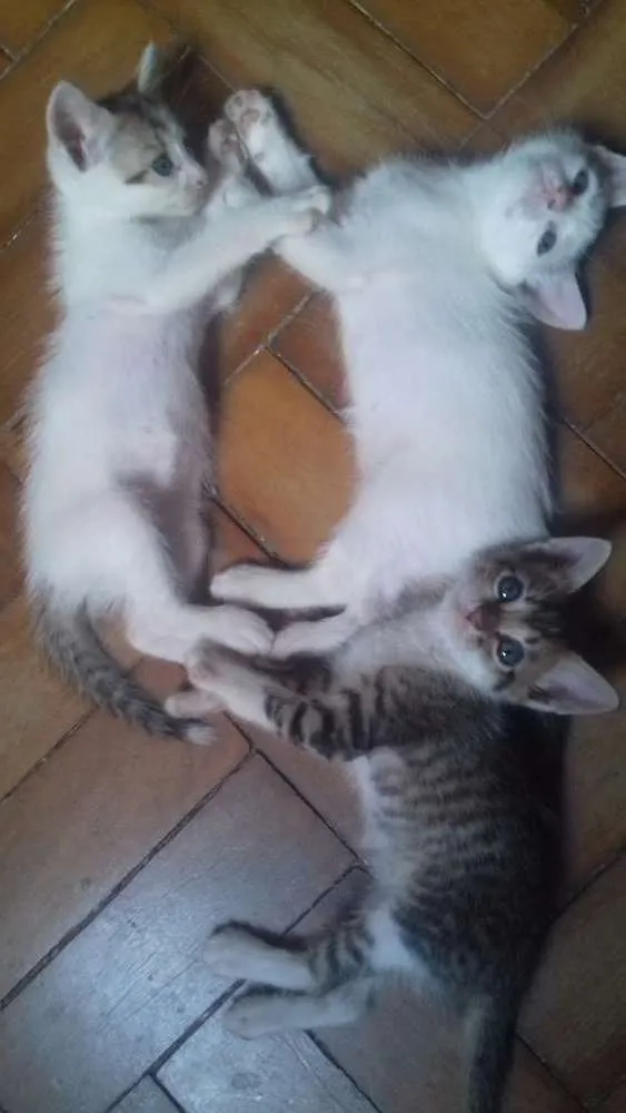 Gato ra a  idade 7 a 11 meses nome Branca e filhotes 