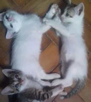 Gato raça  idade 7 a 11 meses nome Branca e filhotes 