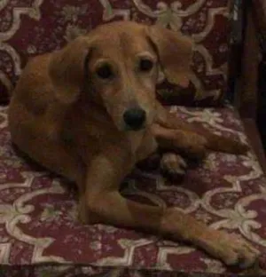 Cachorro raça SRD idade 2 a 6 meses nome Nutella