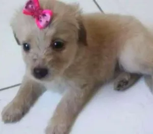 Cachorro raça SRD idade  nome GRACIOSA