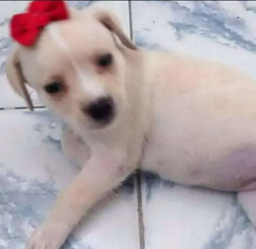 Cachorro ra a SRD idade Abaixo de 2 meses nome CACÁ