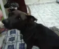 Bela