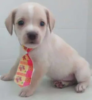 Cachorro raça SRD idade Abaixo de 2 meses nome LULU