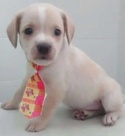 Cachorro ra a SRD idade Abaixo de 2 meses nome LULU