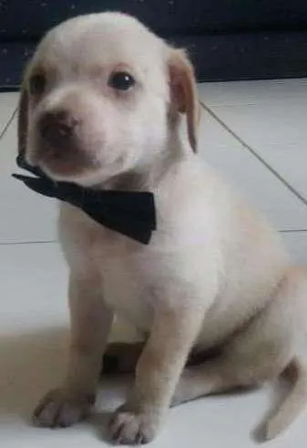 Cachorro ra a SRD idade Abaixo de 2 meses nome LOLÓ