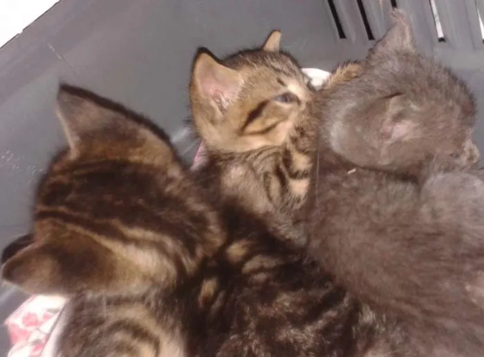 Gato ra a SRD idade Abaixo de 2 meses nome sem nome