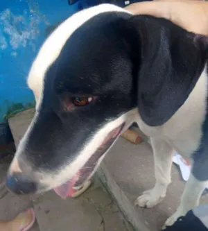 Cachorro raça SRD idade 7 a 11 meses nome Não tem