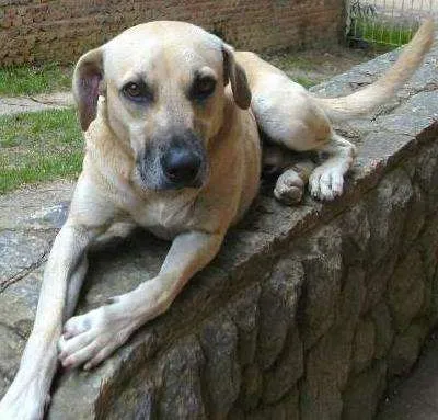 Cachorro ra a vira lata idade 5 anos nome schutz