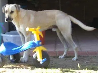 Cachorro ra a vira lata idade 5 anos nome schutz