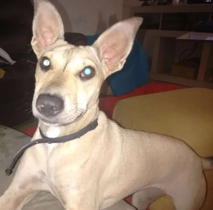 Cachorro ra a Não sei idade 7 a 11 meses nome Meg