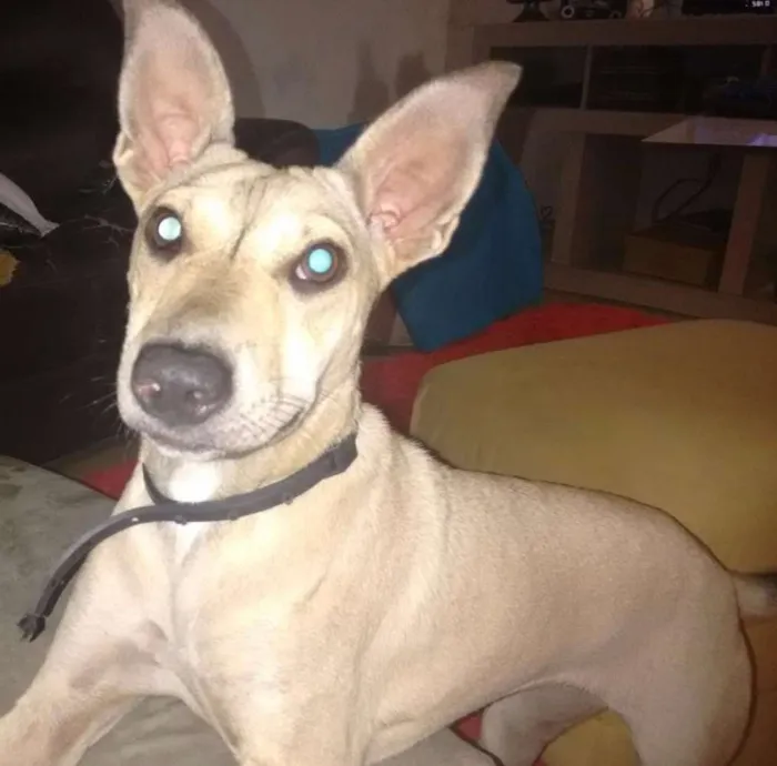 Cachorro ra a Não sei idade 7 a 11 meses nome Meg