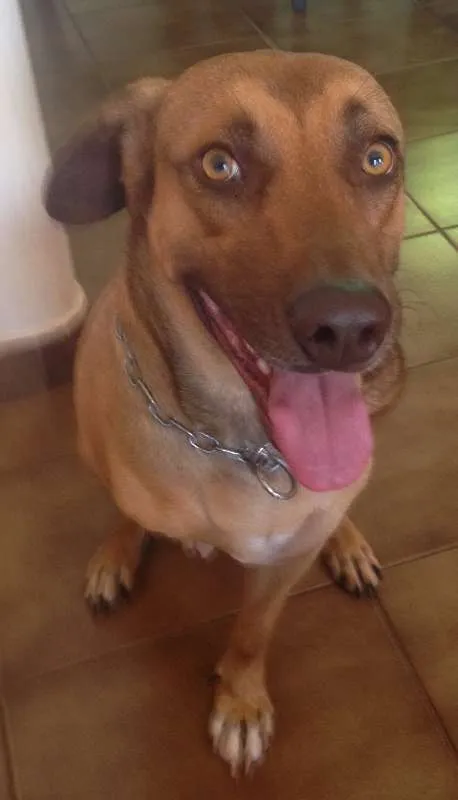 Cachorro ra a SRD idade 4 anos nome moreno