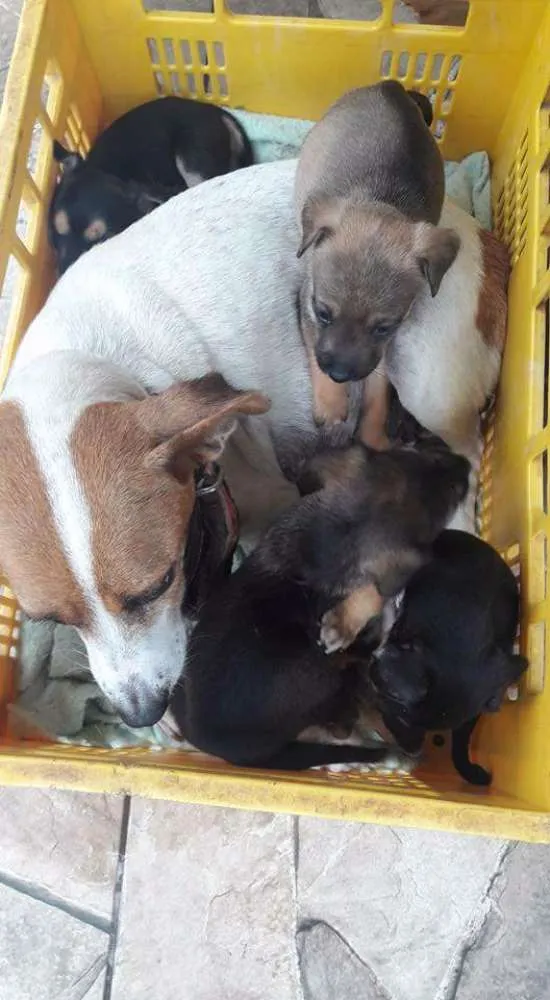 Cachorro ra a Vira lata idade 2 a 6 meses nome Elvis, Amy, Merlyn, 