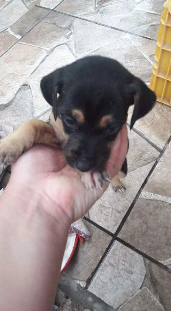 Cachorro ra a Vira lata idade 2 a 6 meses nome Elvis, Amy, Merlyn, 