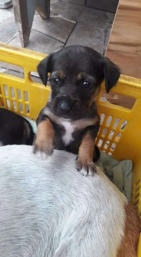 Cachorro ra a Vira lata idade 2 a 6 meses nome Elvis, Amy, Merlyn, 