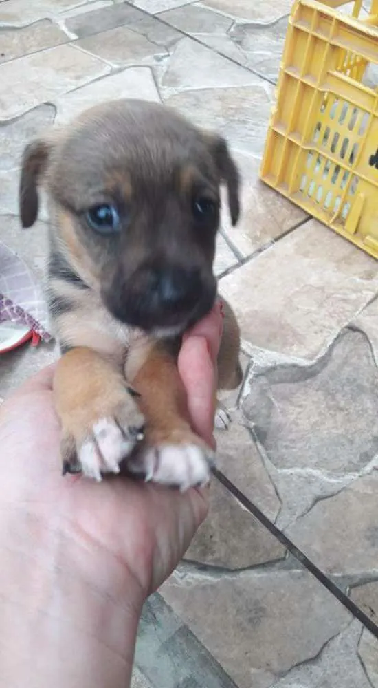 Cachorro ra a Vira lata idade 2 a 6 meses nome Elvis, Amy, Merlyn, 