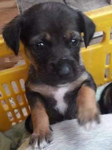 Cachorro ra a Vira lata idade 2 a 6 meses nome Elvis, Amy, Merlyn, 