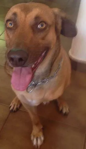 Cachorro raça SRD idade 4 anos nome moreno