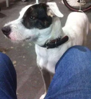 Cachorro raça Sem raça branco porte médio uma mancha preta na cabeça idade 2 anos nome Airon