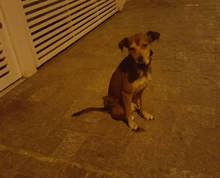 Cachorro ra a srd idade  nome Bob