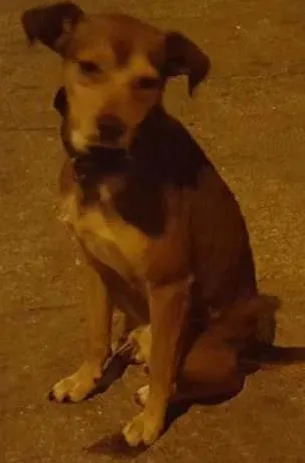 Cachorro ra a srd idade  nome Bob