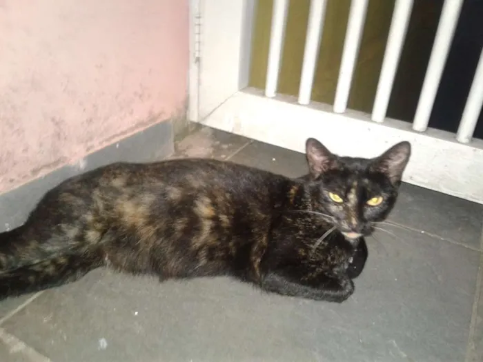 Gato ra a Siames idade 7 a 11 meses nome Thor