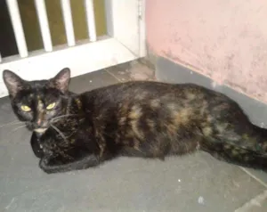 Gato raça Siames idade 7 a 11 meses nome Thor