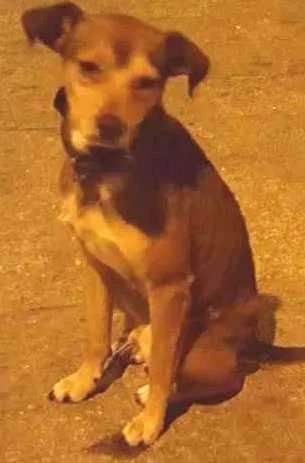 Cachorro ra a srd idade  nome Bob