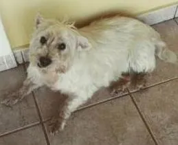 Cachorro raça West Terrier idade 4 anos nome Buddy