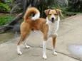 Marronzinho