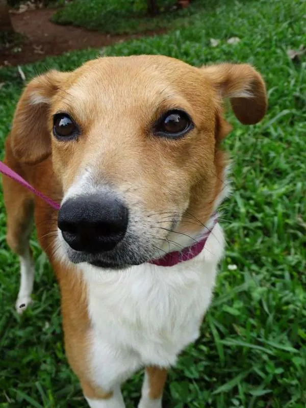 Cachorro ra a SRD idade 2 anos nome Marronzinho
