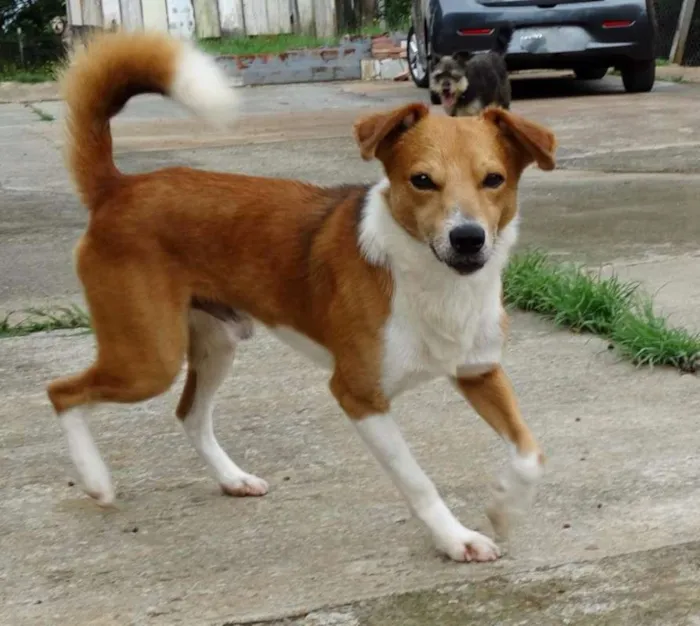 Cachorro ra a SRD idade 2 anos nome Marronzinho