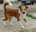 Marronzinho