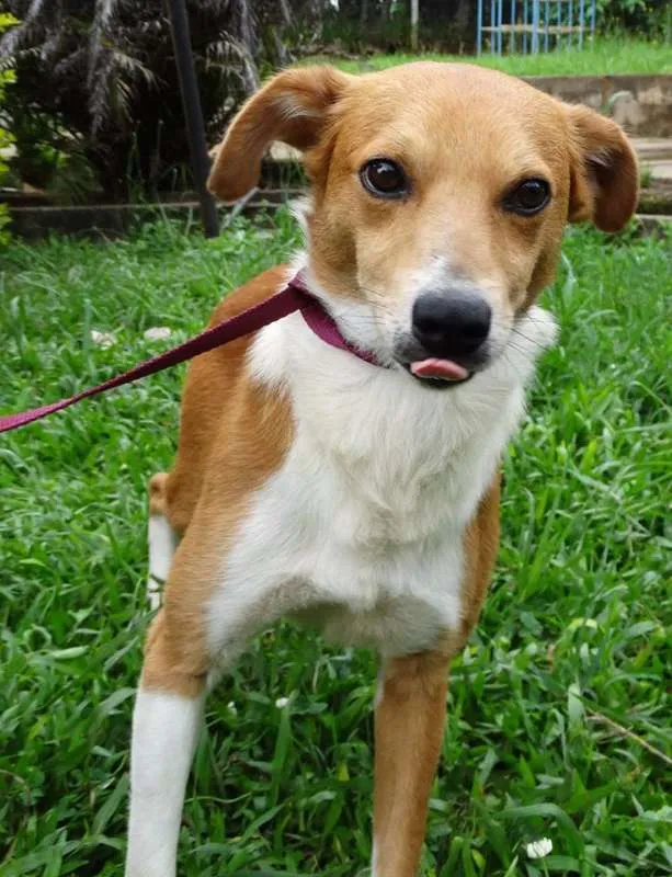 Cachorro ra a SRD idade 2 anos nome Marronzinho