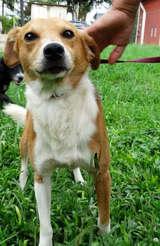 Cachorro ra a SRD idade 2 anos nome Marronzinho