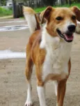 Marronzinho