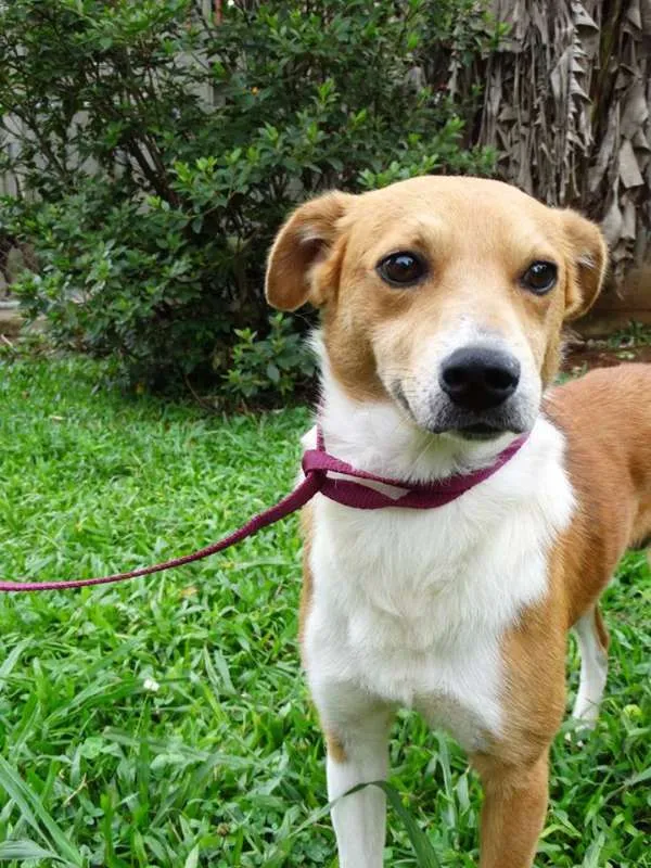 Cachorro ra a SRD idade 2 anos nome Marronzinho