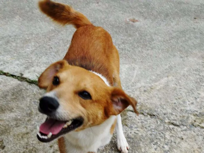 Cachorro ra a SRD idade 2 anos nome Marronzinho
