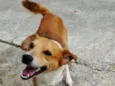 Marronzinho