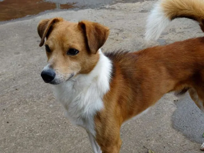 Cachorro ra a SRD idade 2 anos nome Marronzinho